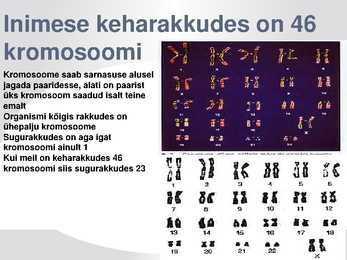DNA GEENID JA KROMOSOOMID #6