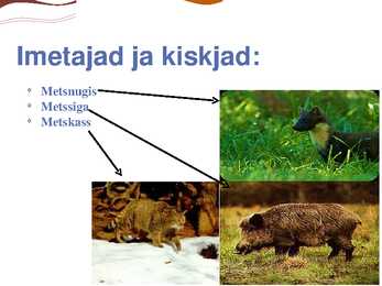 Parasvöötme sega- ja lehtmets #11