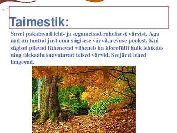 Parasvöötme sega- ja lehtmets #6