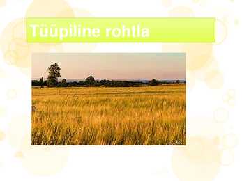 Rohtla #2