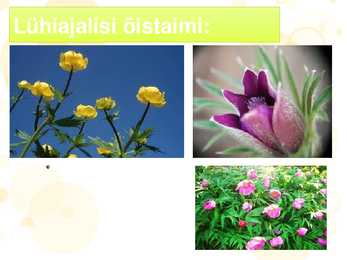 Rohtla #11
