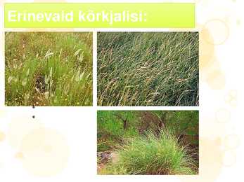Rohtla #10