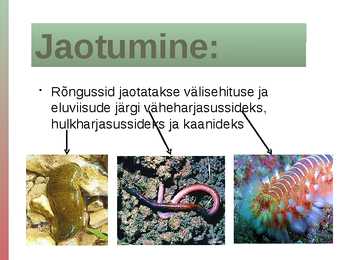 Rõngussid #2