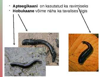 Rõngussid #13