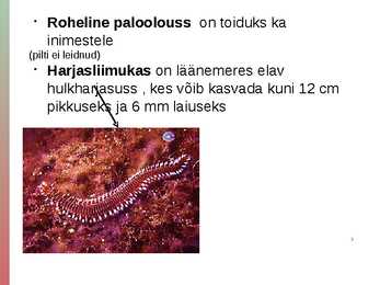 Rõngussid #15