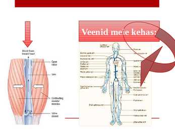 Veresooned ja vereringe #11