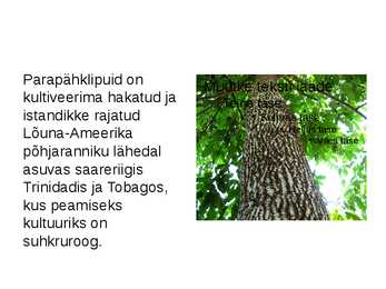 PARAPÄHKLIPUU #4