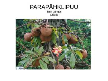 PARAPÄHKLIPUU