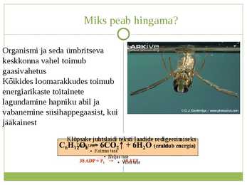 Selgrootute hingamine #2