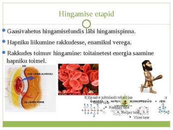 Selgrootute hingamine #3