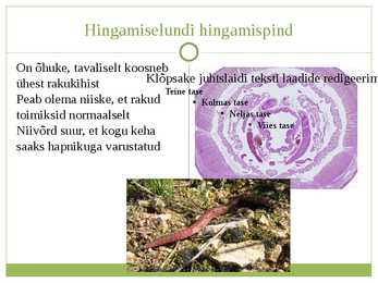 Selgrootute hingamine #4