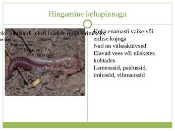 Selgrootute hingamine #6