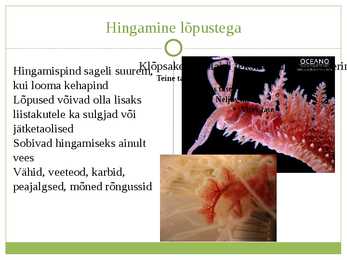 Selgrootute hingamine #7