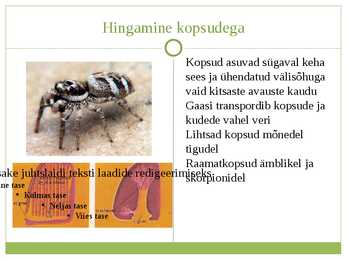 Selgrootute hingamine #8