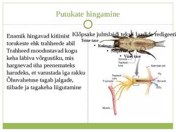 Selgrootute hingamine #9