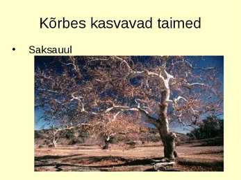 Kõrb #16
