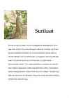 Surikaat #3