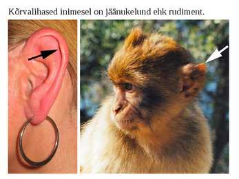 KÕRV ja KUULMINE #4