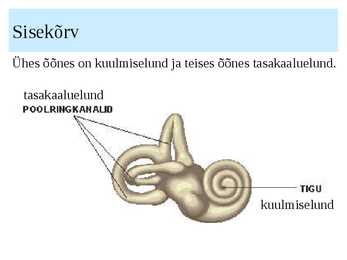KÕRV ja KUULMINE #9