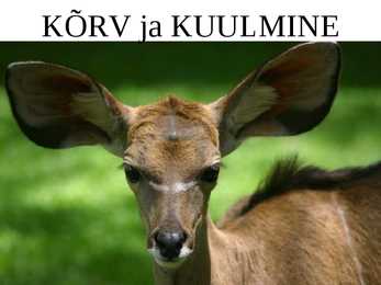 KÕRV ja KUULMINE