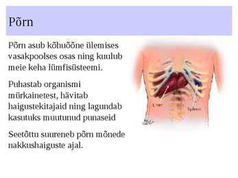 Immuunsus #4