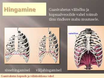 Hingamiselundkond #12