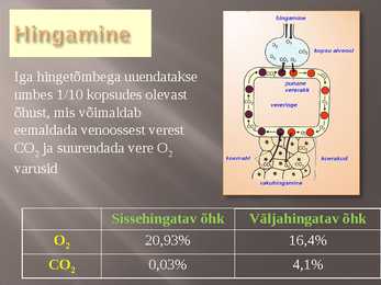 Hingamiselundkond #13