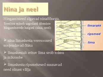 Hingamiselundkond #5