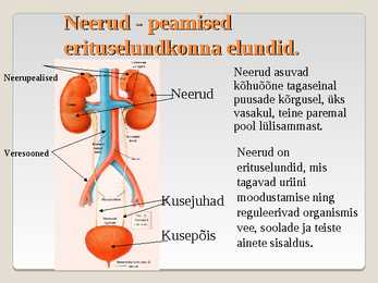 Erituselundkond #5