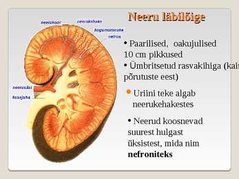 Erituselundkond #6