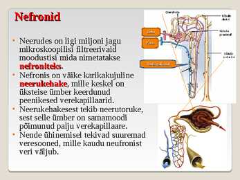 Erituselundkond #7
