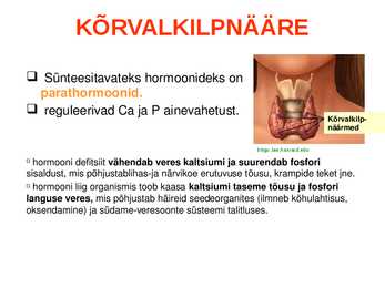 SISENÕRENÄÄRMED e-ENDOKRIINELUNDID #11