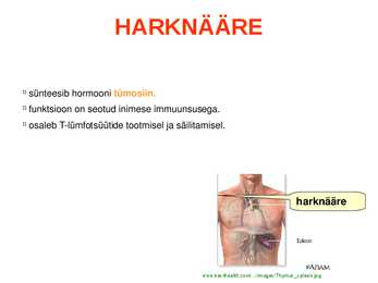 SISENÕRENÄÄRMED e-ENDOKRIINELUNDID #12