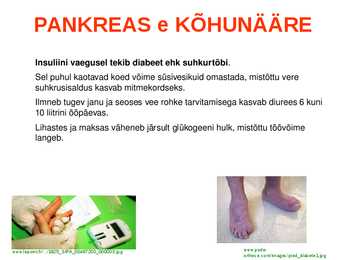 SISENÕRENÄÄRMED e-ENDOKRIINELUNDID #14