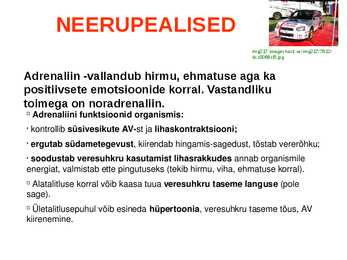 SISENÕRENÄÄRMED e-ENDOKRIINELUNDID #16