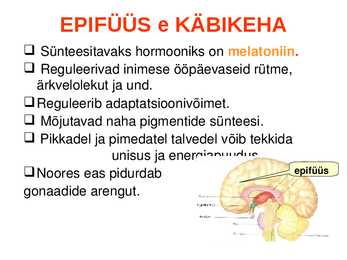 SISENÕRENÄÄRMED e-ENDOKRIINELUNDID #8