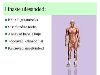Lihased #13