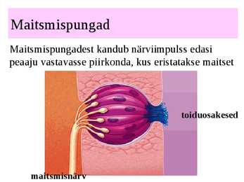 MAITSMINE-HAISTMINE-KOMPIMINE #5