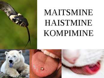 MAITSMINE-HAISTMINE-KOMPIMINE