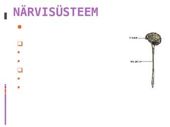 Närvisüsteem #2