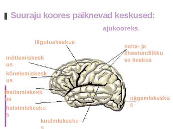 Närvisüsteem #12