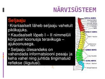 Närvisüsteem #15