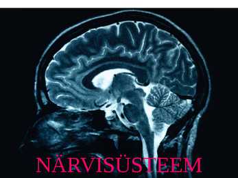 Närvisüsteem