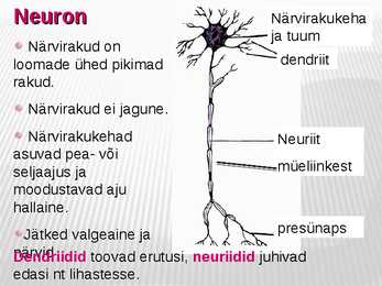 Närvirakud #2