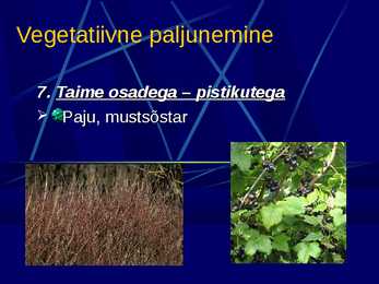 Paljunemine #11