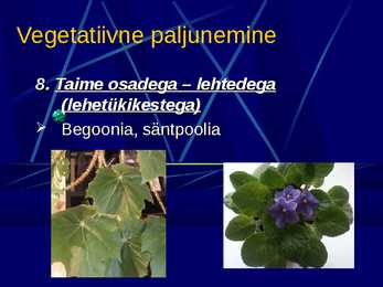 Paljunemine #13