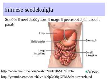 Seedeelundkond #20