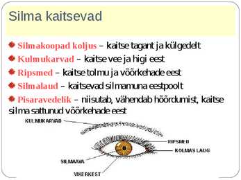 SILM JA NÄGEMINE #2