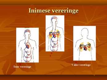 Vereringe-veri ja immunsüsteem #7