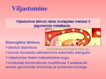 Sugurakkude areng ja viljastumine #16